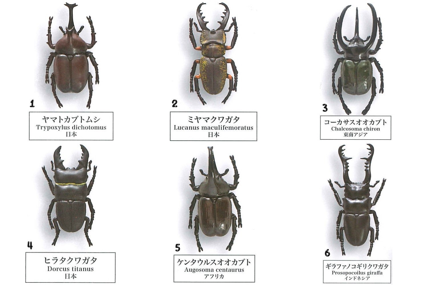 Beetle Collection Specimen All 12 Types Capsule Toy Gacha Gashapon