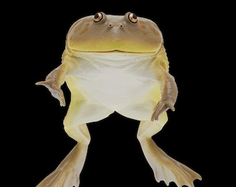 Rain Forest Frogs & Axolotl All 7 Types Capsule Toy Gacha Gashapon Japan GachaReward