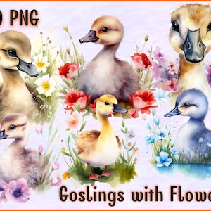 Baby Gooses with Flowers Clip Arts, Goslings Watercolor PNG Cliparts Pack, Tranparent Background, Digital Paper, Instant Download, Printable