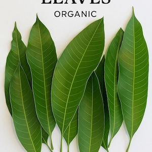 Whole Organic Mango Leaves | Wild-Harvested in Florida | Natural Herbal Tea Ingredient | Air-Dried & Caffeine-Free