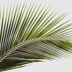 house plants that are hard to kill Top 5 Hard-to-Kill Indoor Plants  Low Care Greenery