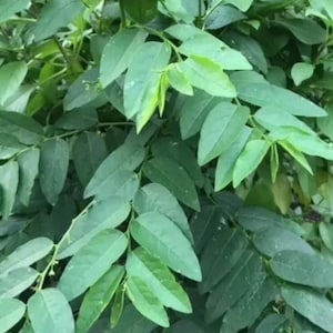 5 Unrooted Cuttings of  Katuk (sweetleaf bush) Sauropus androgynus; a fast growing edible plant for your foodforest.