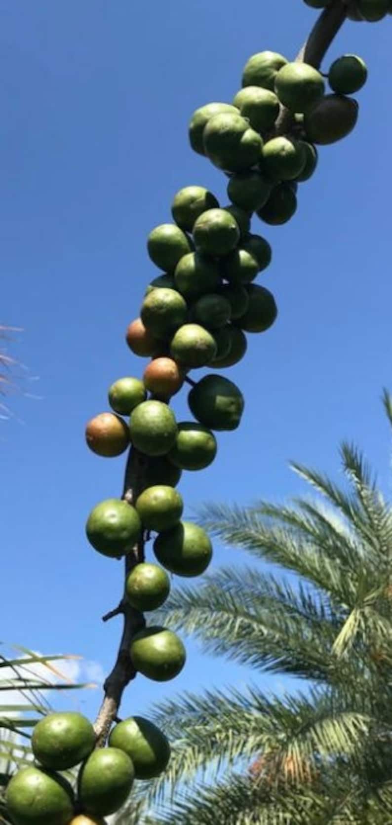 4 Tree Cuttings of Jocote Aka, Spanish Plum, Ciruela, Mombin, June Plum ...