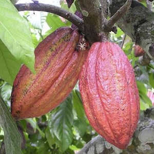 Fresh Cacao Pods - Theobroma Cacao - Raw Chocolate Fruit for Superfood & Home Growing
