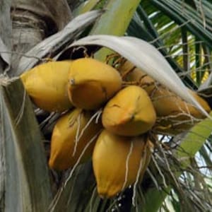 Organic Fresh Coconuts - Perfect for Drinking, Cooking, & Crafts | Unsprayed;  Naturally Grown