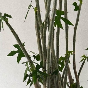 5 fresh unrooted Cuttings of Chaya, Mexican tree spinach (Cnidoscolus aconitifolius)