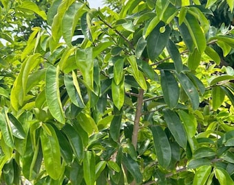 Fresh Organic Soursop (Guanabana / Graviola) leaves; harvested same day they are shipped.
