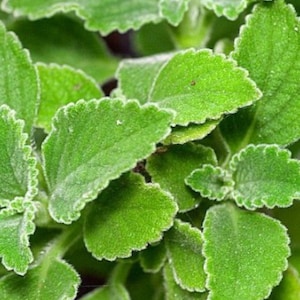 Cuban Oregano Cuttings (Coleus amboinicus) - Versatile Medicinal & Culinary Herb