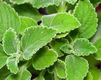 Cuban Oregano Cuttings (Coleus amboinicus) - Versatile Medicinal & Culinary Herb