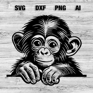 Könnte beinhalten: Schwarzweiß-Illustration eines Schimpansen, der über eine Oberfläche schaut. Der Schimpanse hat einen verspielten Ausdruck und schaut direkt auf den Betrachter.