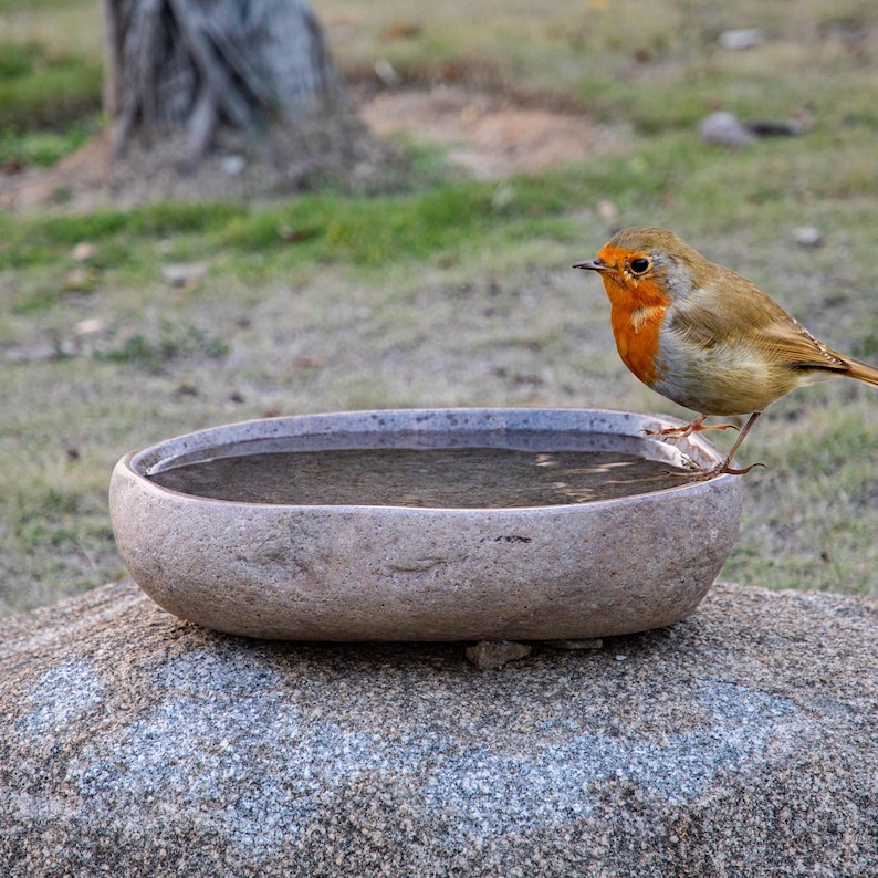 May include: A robin perches on the edge of a stone bird bath filled with water. The bird bath is oval shaped and has a rough, textured surface.