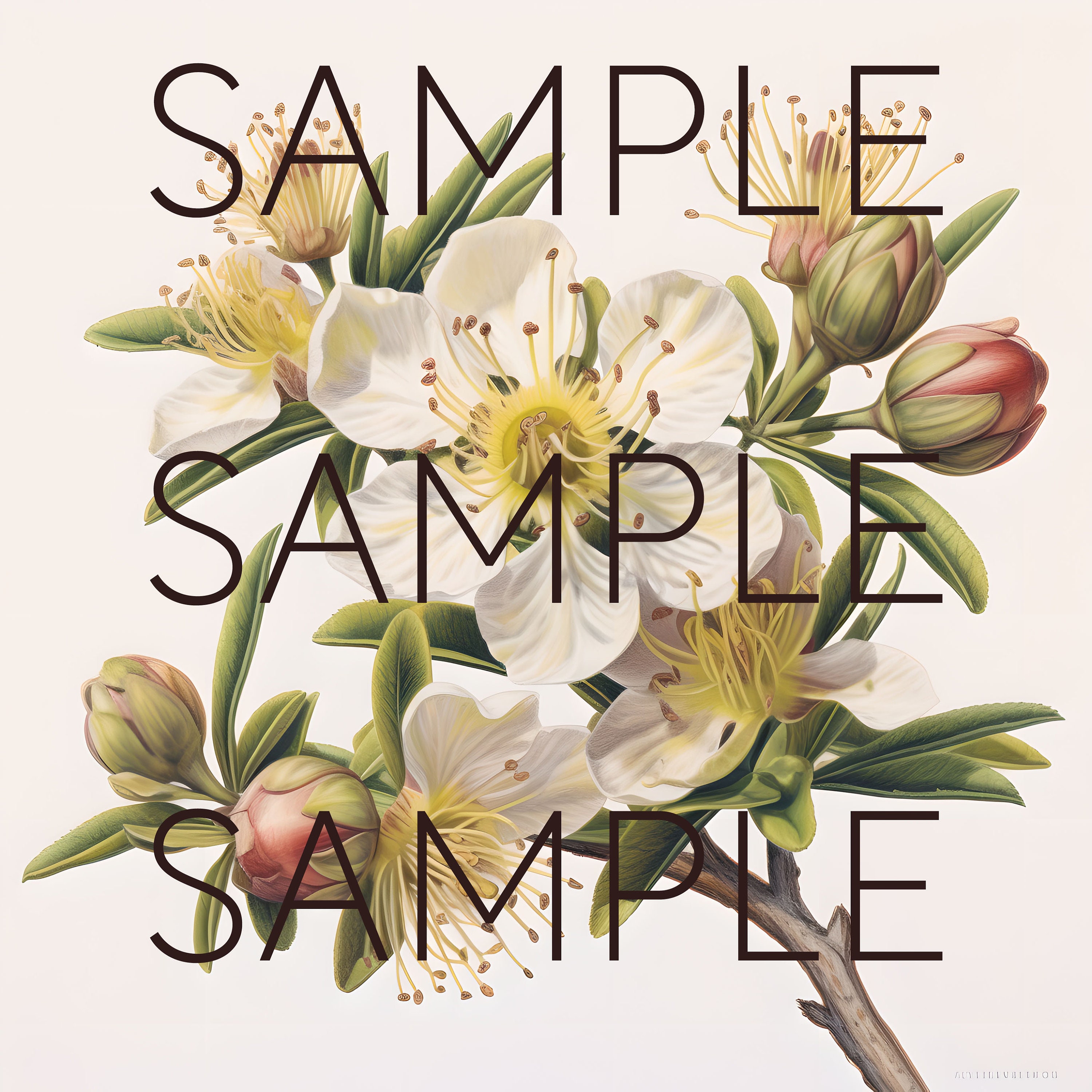 New Zealand Native Flowers Clipart Manuka Flowers Transparent Pngs Kiwi ...