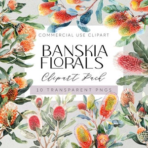 Australische inheemse bloemen clipart Banksia bloemen transparante PNGs Aussie Flora clipart aquarel bloemen tropische bruiloft bloemen