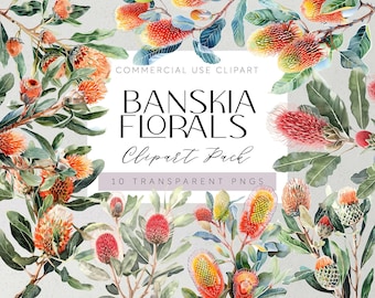 Australian Native Flowers Clipart Banksia Flowers Transparent PNGs Aussie Flora Clipart Watercolor Floral Tropical Wedding Flowers