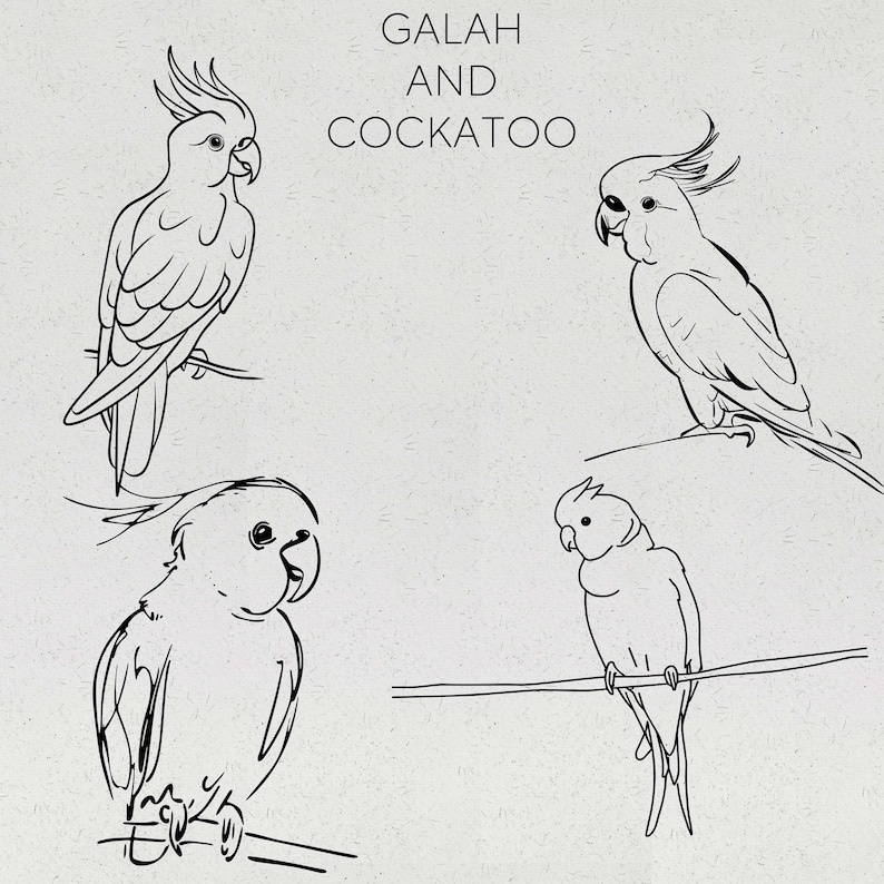 Australian Native Bird SVG Aussie Native Birds PNG Australian Birds