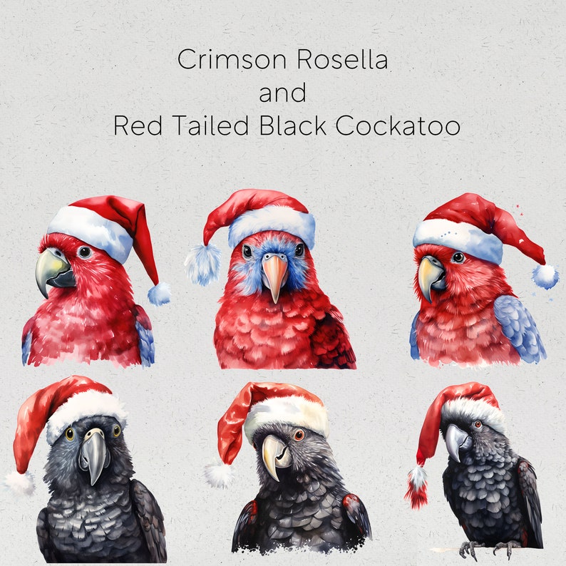 Op de afbeelding: Waterverfillustratie met Crimson Rosella en Red Tailed Black Cockatoo vogels met kerstmutsen. De Crimson Rosellas zijn rood met blauwe accenten, terwijl de Red Tailed Black Cockatoos zwart zijn. De tekst luidt "Crimson Rosella and Red Tailed Black Cockatoo."