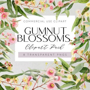Fleurs indigènes d'Australie Clipart fleurs d'eucalyptus fleurs d'eucalyptus PNG Transparent Clipart flore australienne peint fleurs de mariage floral