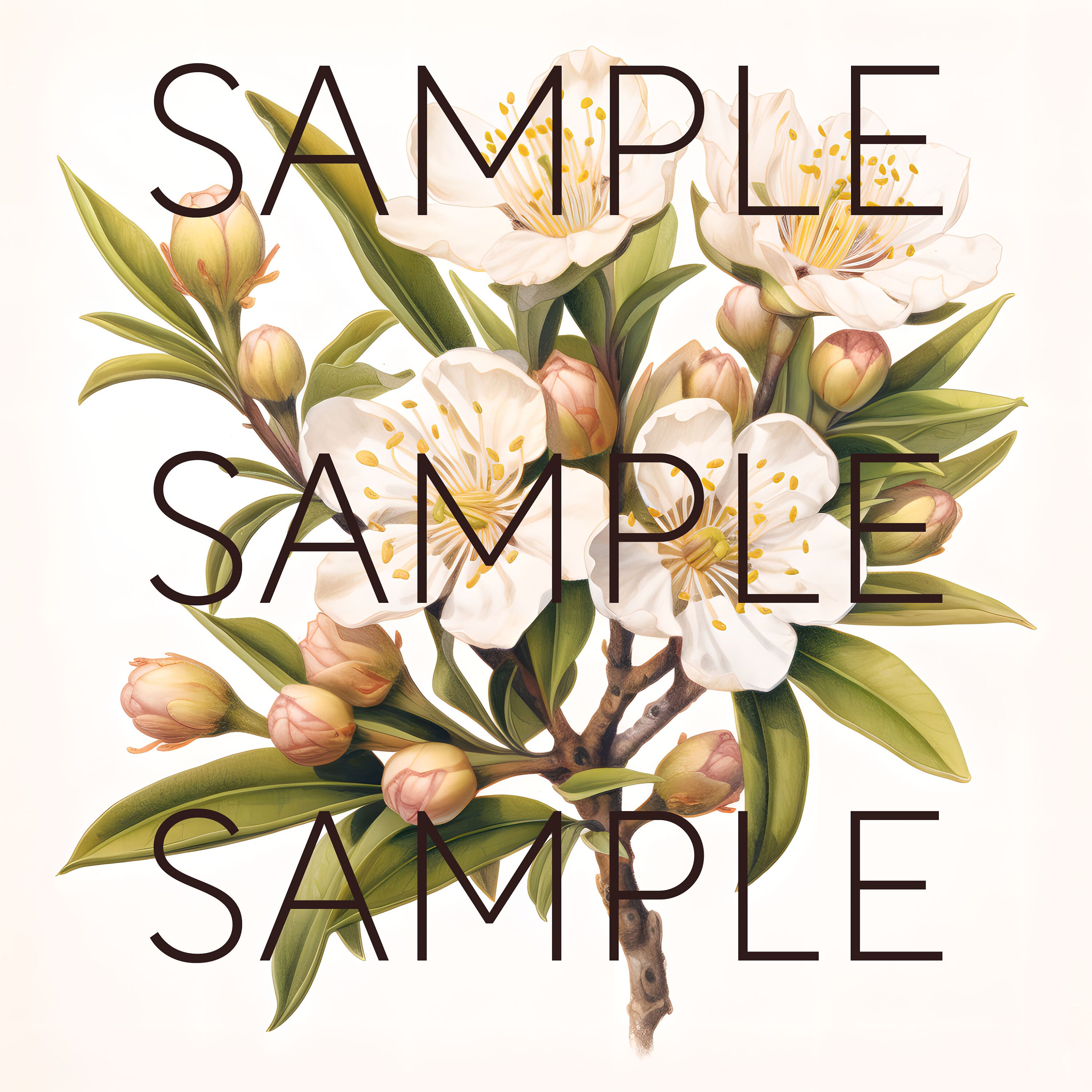 New Zealand Native Flowers Clipart Manuka Flowers Transparent Pngs Kiwi ...