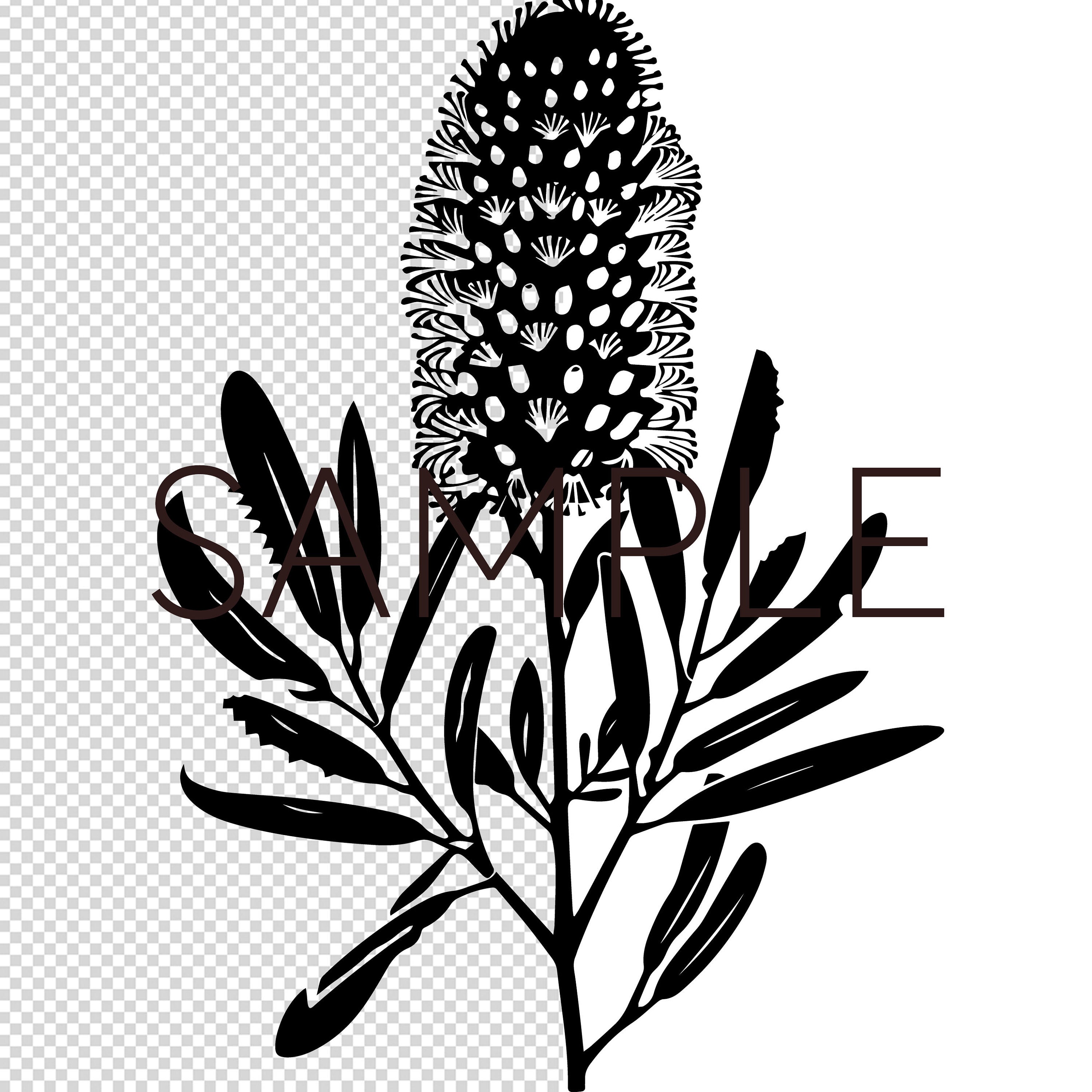 Australian Native Flowers Banksia SVG Aussie Botanicals Plotter File ...
