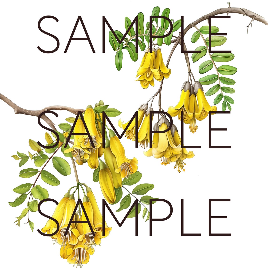 New Zealand Native Flowers Clipart Kowhai Flowers Transparent Pngs Kiwi ...