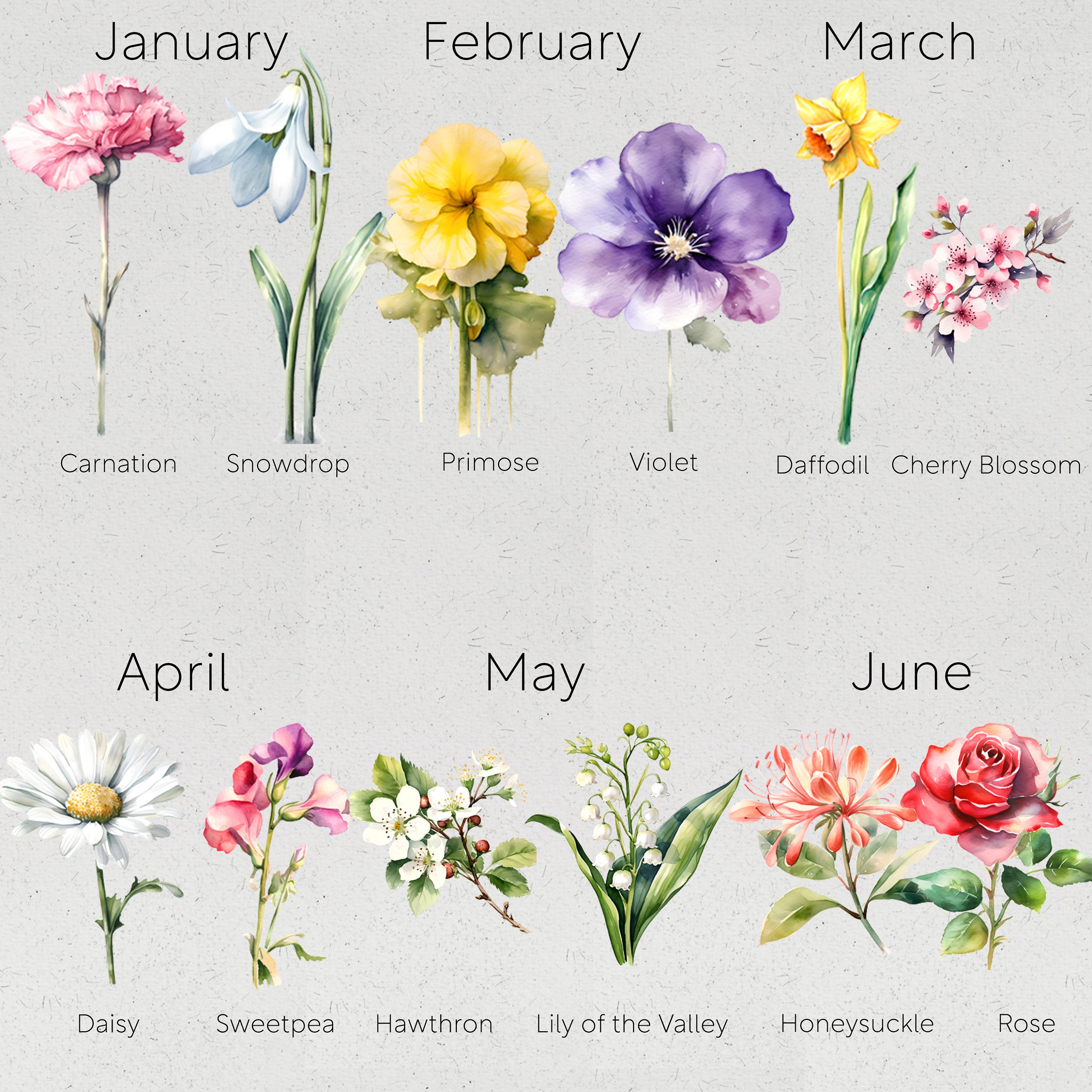 Discover Your Birth Flower Birth Flowers Birth Month vrogue.co