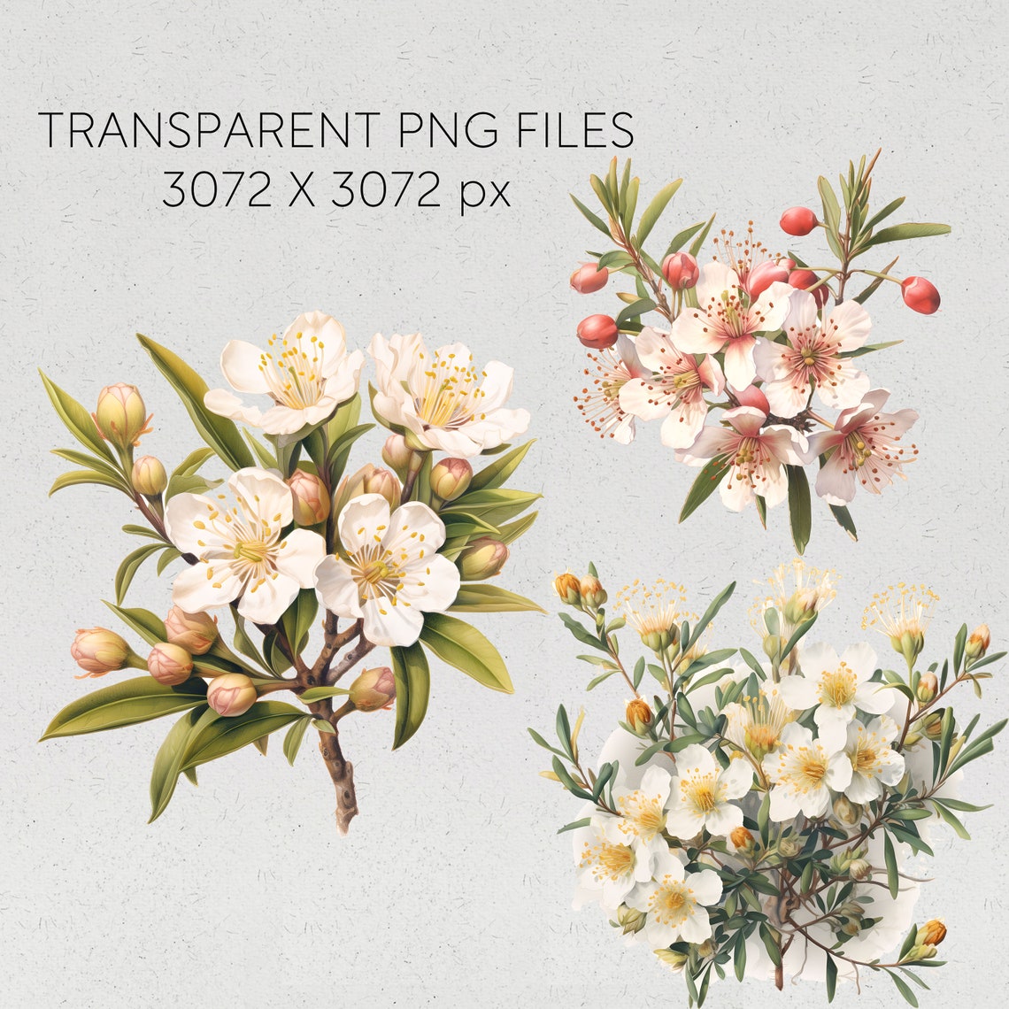 New Zealand Native Flowers Clipart Manuka Flowers Transparent Pngs Kiwi ...