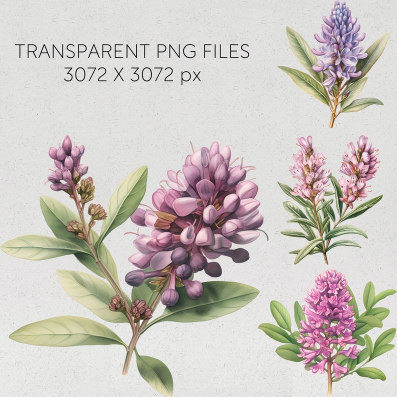 New Zealand Native Flowers Clipart Hebe Flowers Transparent Pngs Kiwi ...