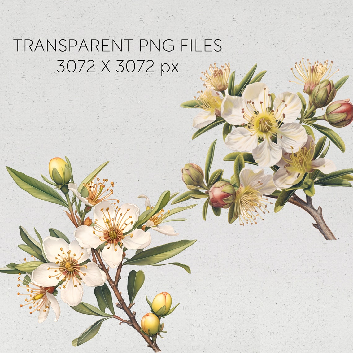 New Zealand Native Flowers Clipart Manuka Flowers Transparent Pngs Kiwi ...