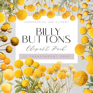 Australische inheemse bloemen clipart Billy Buttons naïeve bloemen transparante PNG Aussie Flora clipart aquarel bloemen bruiloft bloemen