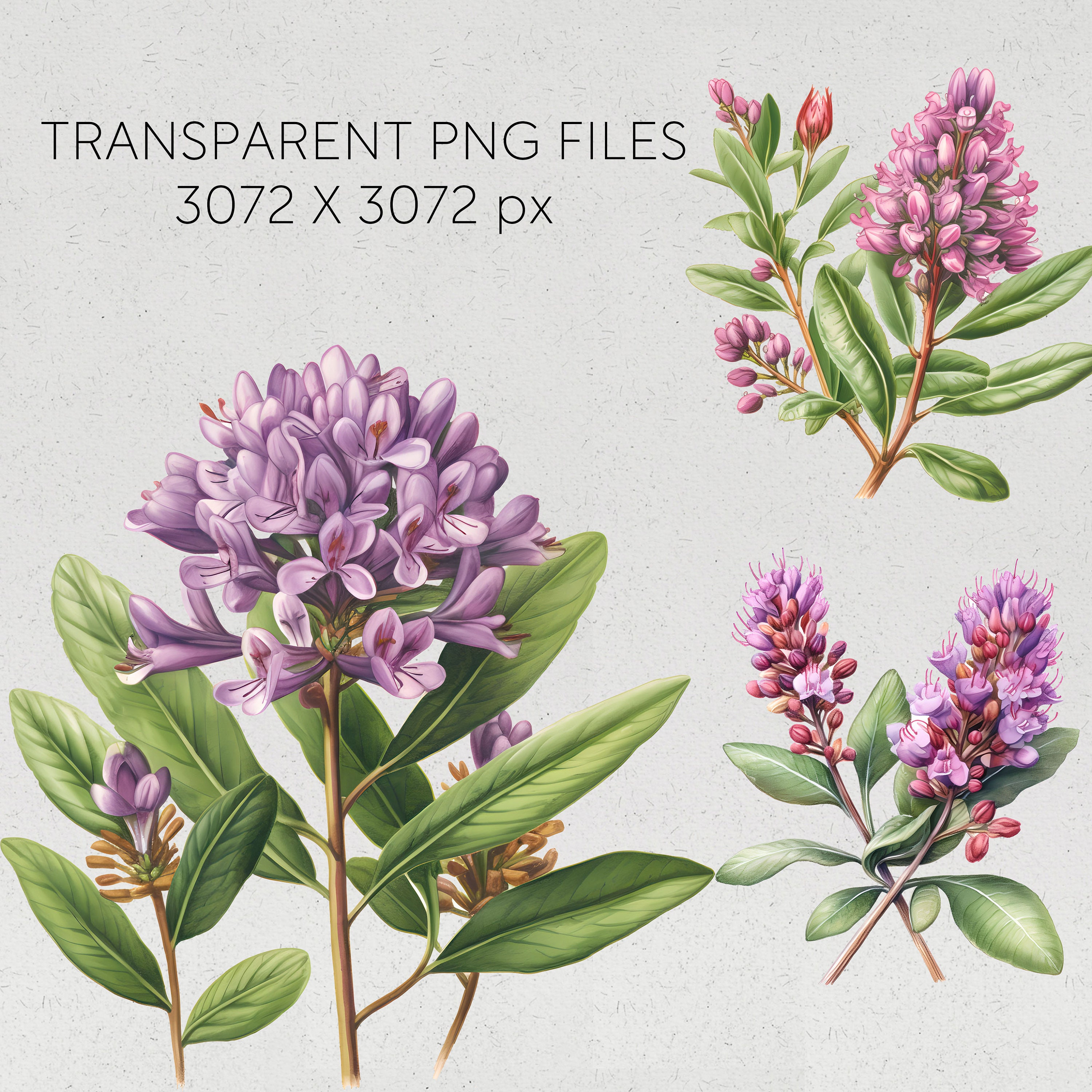 New Zealand Native Flowers Clipart Hebe Flowers Transparent Pngs Kiwi ...