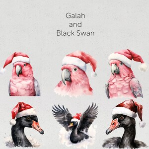 Op de afbeelding: Waterverfillustraties van een roze kaketoe en een zwarte zwaan met kerstmutsen. De kaketoes zijn roze en grijs, terwijl de zwarte zwanen zwart zijn met rode snavels. De tekst "Galah and Black Swan" staat bovenaan.