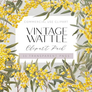 May include: A digital illustration of 11 vintage wattle flower sprigs with yellow blossoms and green leaves. The image is labeled "Vintage Wattle Clipart Pack 11 Transparent PNGs".