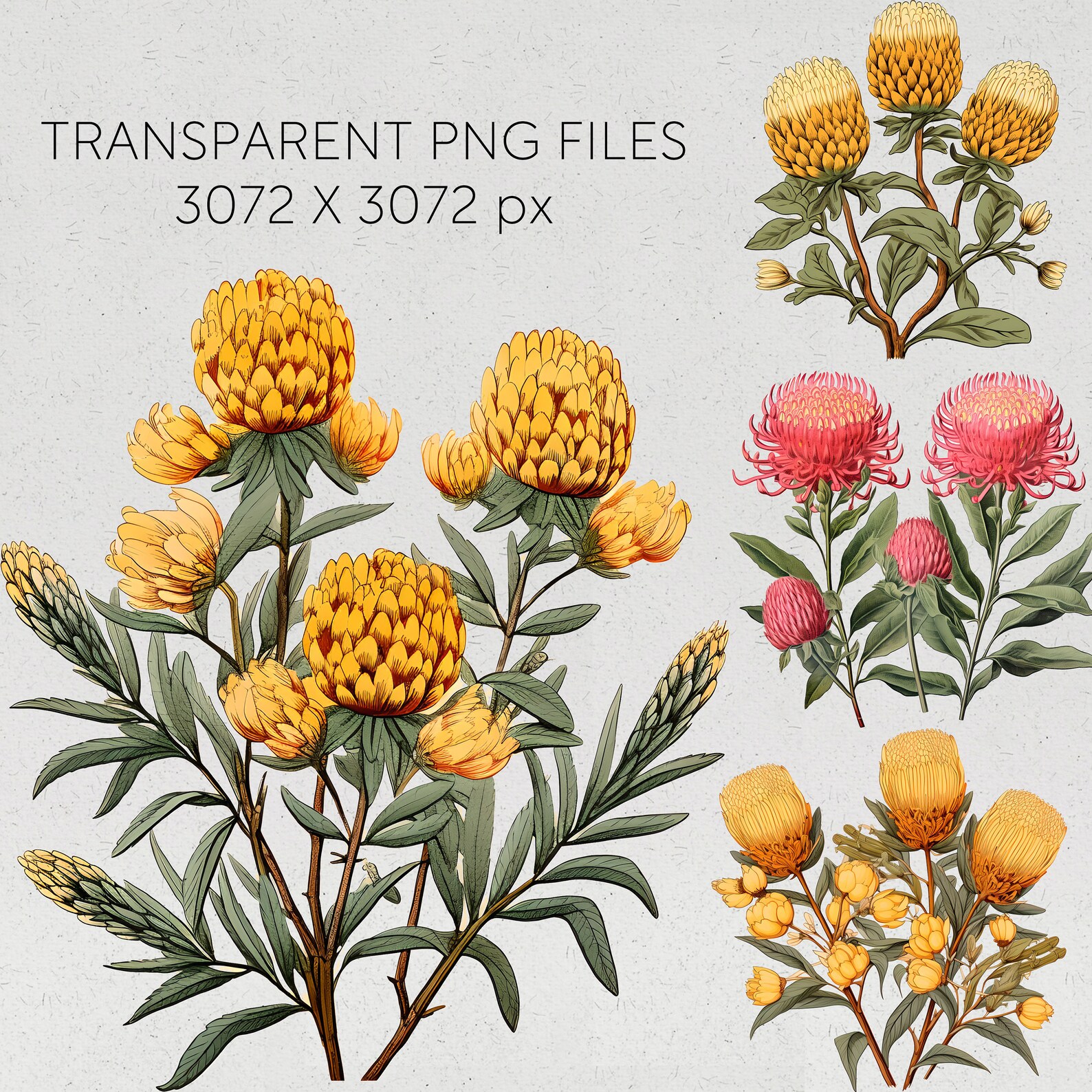Australian Native Flowers Clipart Vintage Flowers Transparent Pngs ...