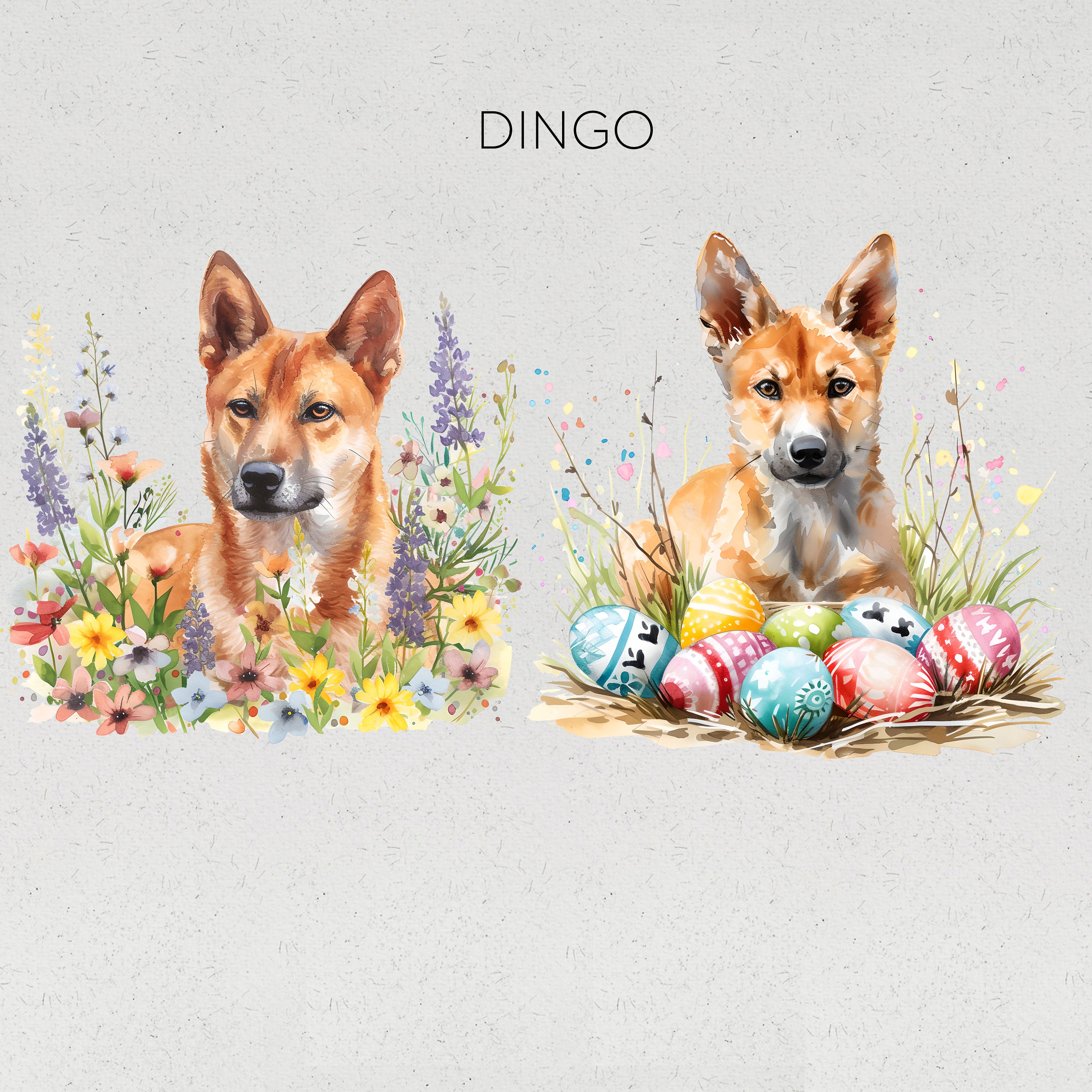 Easter Australian Native Animals Clipart Aussie Kangaroo Illustrations ...