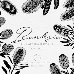 Pode incluir: Ilustração a preto e branco de flores e folhas de Banksia. A palavra "Banksia" está escrita em itálico. A imagem também inclui o texto "LINE ART ILLUSTRATIONS", "PNG SVG" e "unique floral elements transparent".