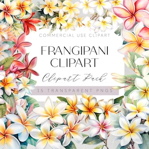 Frangipani Flowers Clipart Frangipani Flowers Transparent PNGs Aussie Flora Clipart Watercolor Floral Tropical Wedding Flowers
