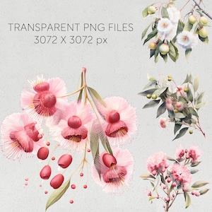May include: Four watercolor illustrations of pink and white eucalyptus flowers with green leaves. The flowers are in various stages of bloom, with some fully open and others still in bud.