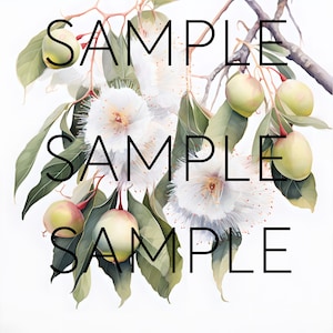 May include: A close-up of a cluster of white flowers with delicate petals and yellow centers. The flowers are surrounded by green leaves and small, round, green fruits. The image is labeled "SAMPLE" three times.
