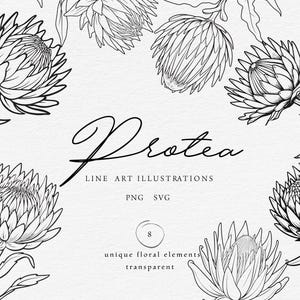Op de afbeelding: Zwart-wit lijntekeningen van protea bloemen. Het woord "Protea" is geschreven in een cursief lettertype, met de woorden "LINE ART ILLUSTRATIONS" eronder. De afbeelding bevat ook de tekst "PNG SVG", "8 unique floral elements" en "transparent".