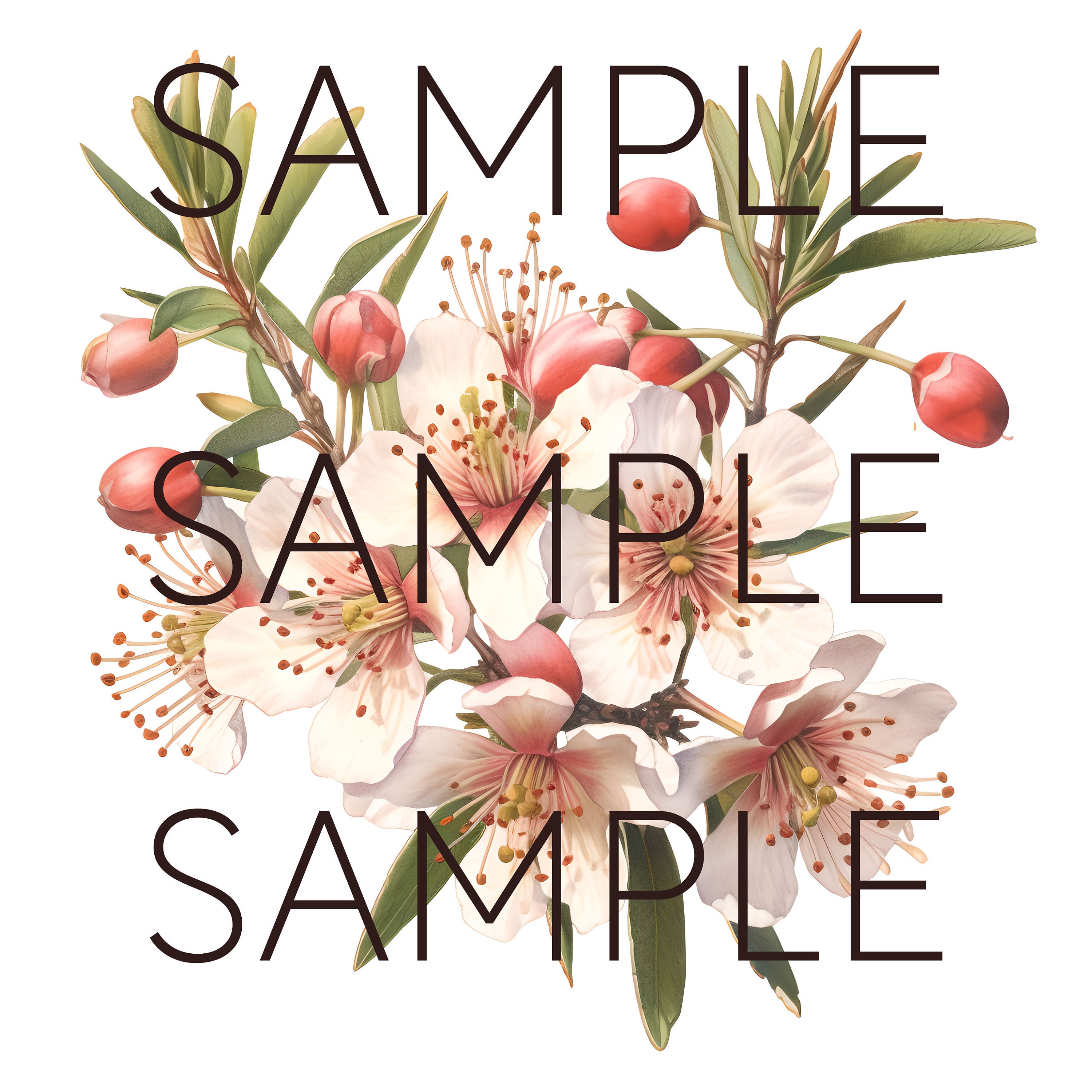 New Zealand Native Flowers Clipart Manuka Flowers Transparent Pngs Kiwi ...