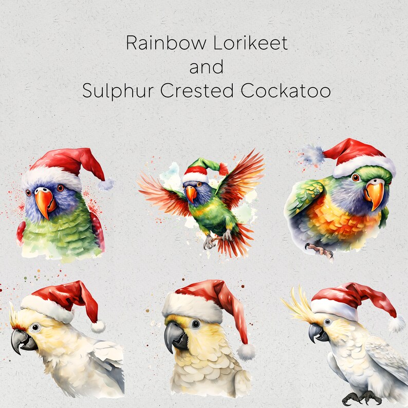 Op de afbeelding: Waterverfillustraties van regenbooglori's en geelkuifkaketoes met kerstmutsen. De vogels worden in verschillende poses afgebeeld, waarbij hun kleurrijke verenkleed wordt getoond. De tekst bovenaan luidt "Rainbow Lorikeet and Sulphur Crested Cockatoo."