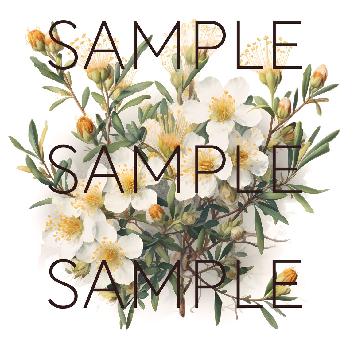 New Zealand Native Flowers Clipart Manuka Flowers Transparent Pngs Kiwi ...
