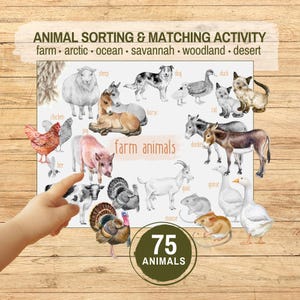 Identification des groupes d'animaux et activité d'association des ombres Image imprimable Cartes de tri des animaux pour enfants d'âge préscolaire à téléchargement éducatif Montessori