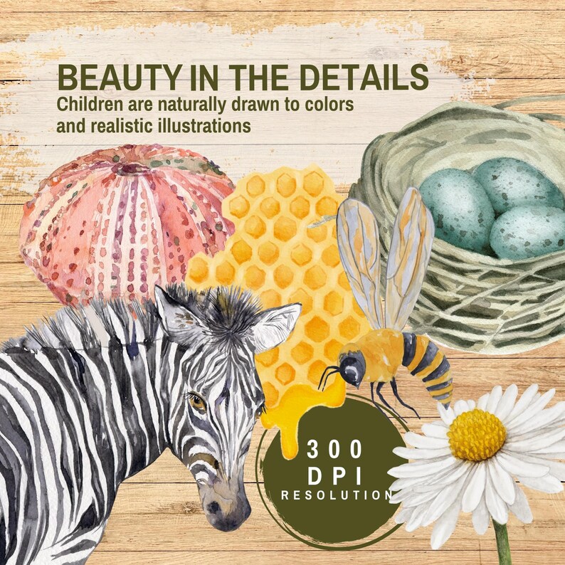 Puede incluir: Ilustraci&oacute;n en acuarela con una cebra, abeja, panal, erizo de mar, margarita y nido de p&aacute;jaro con huevos. Incluye el texto "BEAUTY IN THE DETAILS" y "300 DPI RESOLUTION". El fondo es de madera.