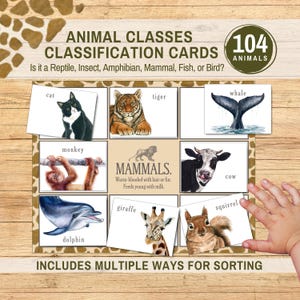 Può includere: Un set di 104 carte di classificazione animale con illustrazioni ad acquerello di gatto, tigre, balena, scimmia, mucca, delfino, giraffa e scoiattolo. Le carte riportano i nomi degli animali e una carta centrale che definisce i mammiferi.