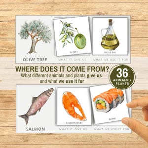 May include: Educational poster with watercolor illustrations of food sources. Depicted are an olive tree, olives, olive oil, salmon, salmon meat, and sushi. Text includes "Where Does It Come From?" and "36 Animals + Plants."