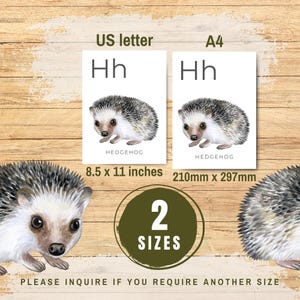 Peut inclure: Deux flashcards d'alphabet imprimables repr&eacute;sentant la lettre "Hh" et une illustration aquarelle d'un h&eacute;risson. Les flashcards sont disponibles en deux tailles&nbsp;: US letter (8,5 x 11 pouces) et A4 (210 mm x 297 mm).