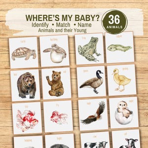 May include: A children's educational game with watercolor illustrations of animals and their young. The game includes cards with a turtle, frog, bear, goose, fish, and eagle. The text on the game says "Where's My Baby?" and "Identify, Match, Name Animals and their Young."