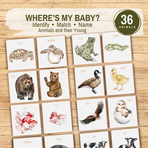 Activité d'association d'animaux pour maman et bébé, jeu de tri de vocabulaire animal à imprimer, école à la maison, ressource Montessori, étude de la nature animale, cartes-éclair