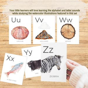 Puede incluir: Tarjetas educativas del alfabeto con ilustraciones en acuarela. Las tarjetas muestran las letras Uu, Vv, Ww, Xx, Yy y Zz, con im&aacute;genes de un erizo de mar, un volc&aacute;n, madera, un pez de rayos X, un yak y una cebra. El texto dice: "A sus peque&ntilde;os estudiantes les encantar&aacute;..."
